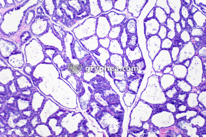 Glande mammaire en activité x40 - gryphea.com